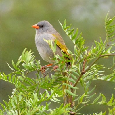 Great Pampa Finch (2)